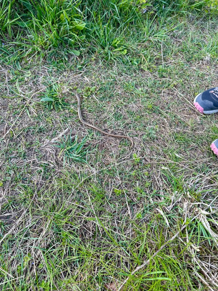 Slow Worm spotted near Lanham Lane