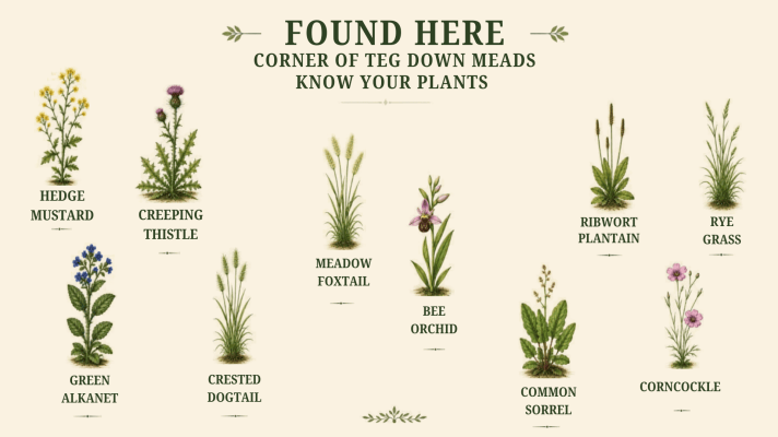 Know your wildflowers